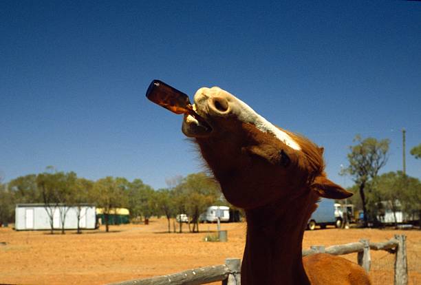 Why Is Beer Good For Horses?