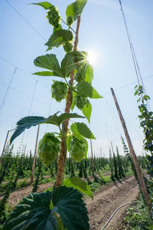 Are Hops A Grain?