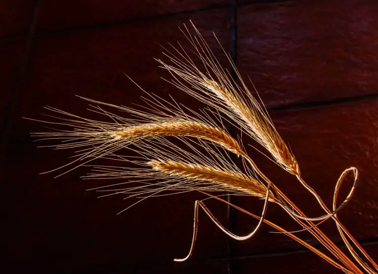 Can Feed Barley Be Malted?