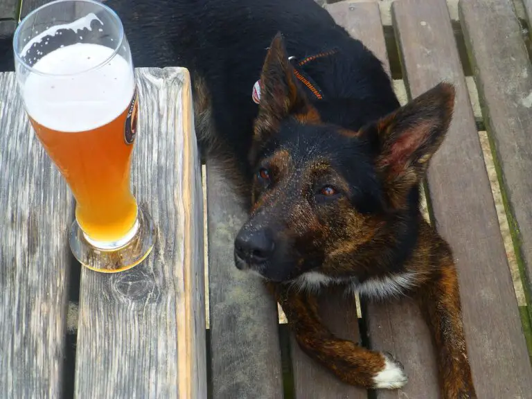 Does Beer Kill Worms In Dogs?