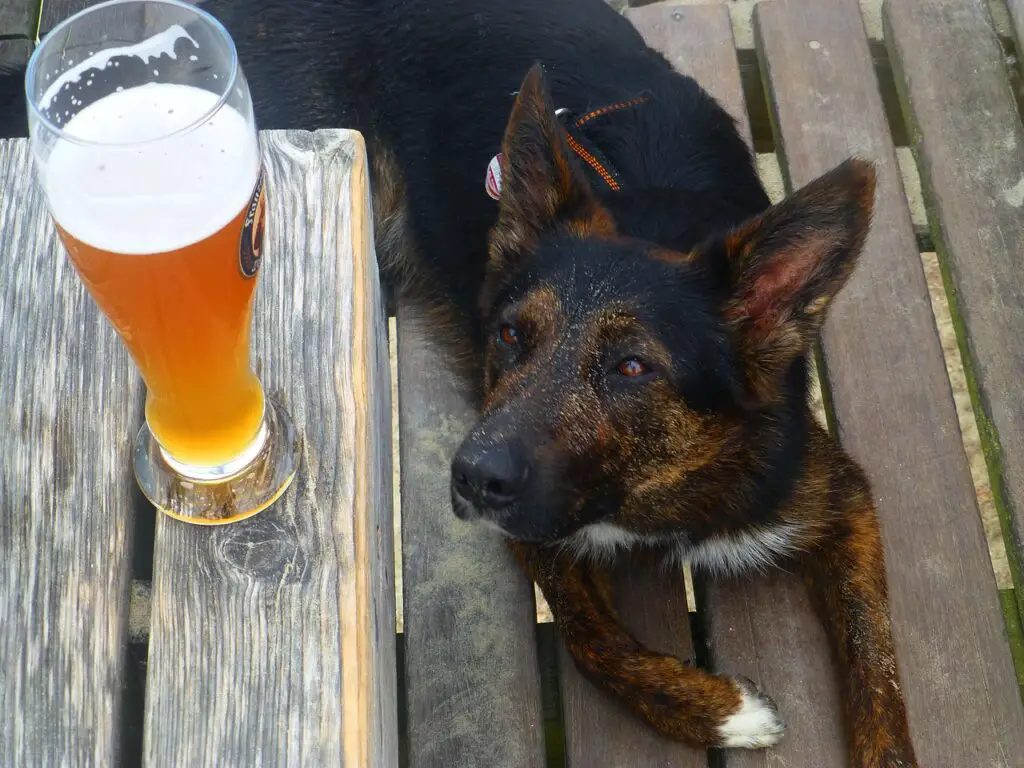 does beer kill worms in dogs
