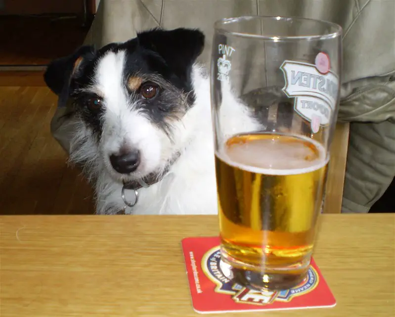 what can beer do to a dog
